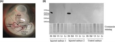 Heart-specific expression of the green fluorescent protein gene in avian embryos by administration of recombinant adenovirus type-5 vector into the embryonic blood vessel